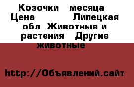 Козочки  3месяца › Цена ­ 1 500 - Липецкая обл. Животные и растения » Другие животные   